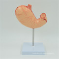 PNT-0459 Menschliche Magen-Anatomie-Struktur-Modell 2 Teile